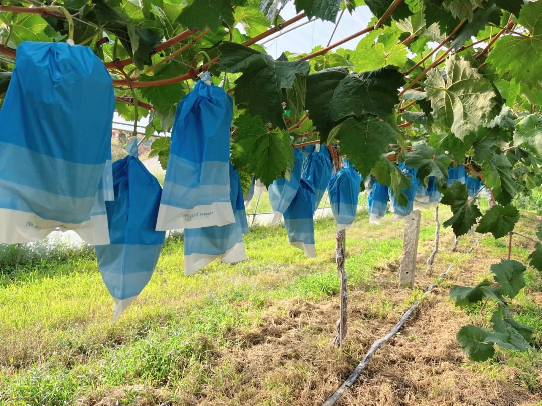 两当县左家乡：葡萄基地蓄势待采串串甜蜜将映丰收图景
